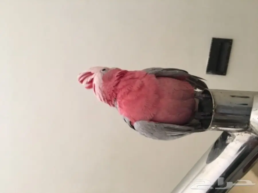 كوكاتو قالا اليفه ع سوم (image 1)