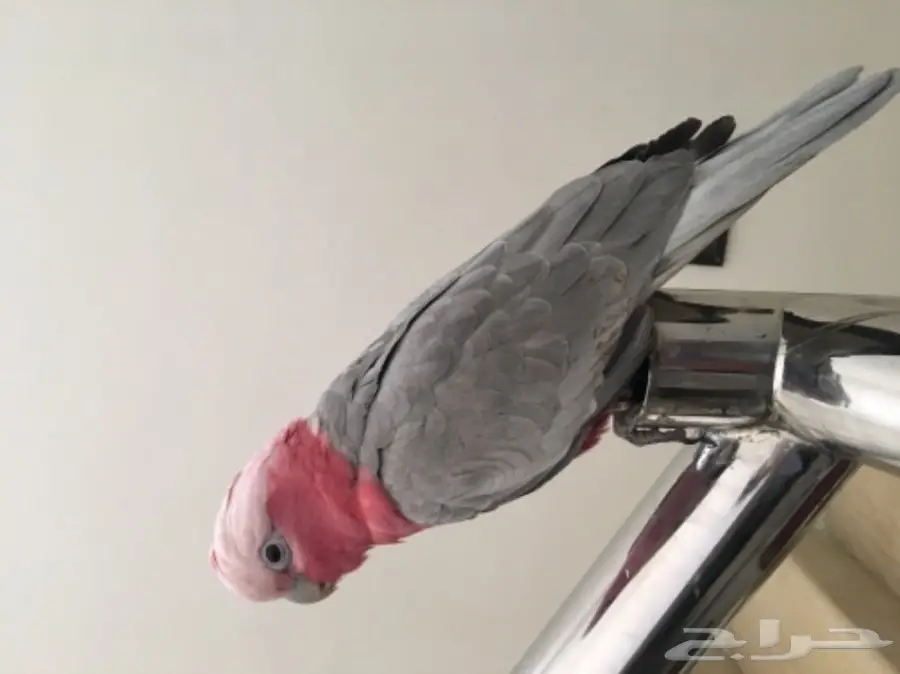 كوكاتو قالا اليفه ع سوم (image 3)