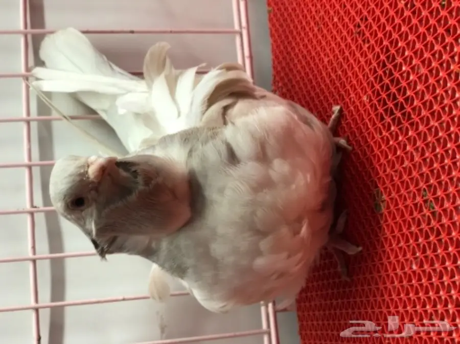 جوز كشكشي لون مميز للبيع  (image 5)