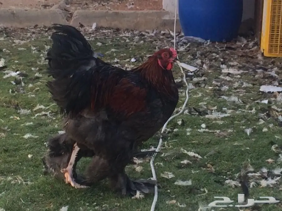 براهما بياض الماني سلالة خوارج للبيع