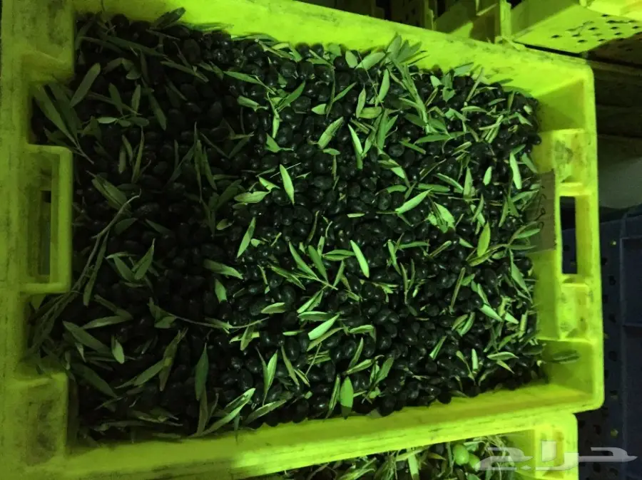 عصرة اولى على البارد زيت زيتون 5-1439