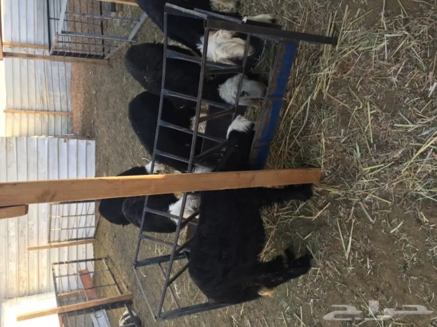 نجد للبيع (image 1)