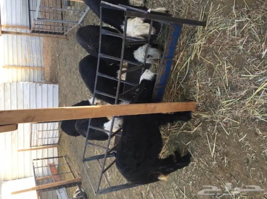 نجد للبيع (image 2)