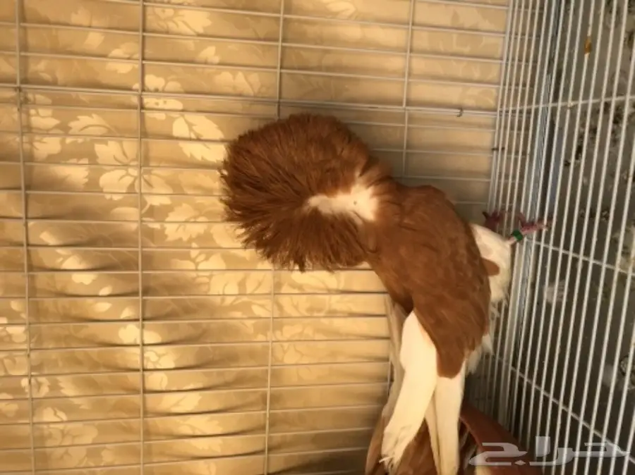 جاكوبين اصفر مستوى توب (image 2)