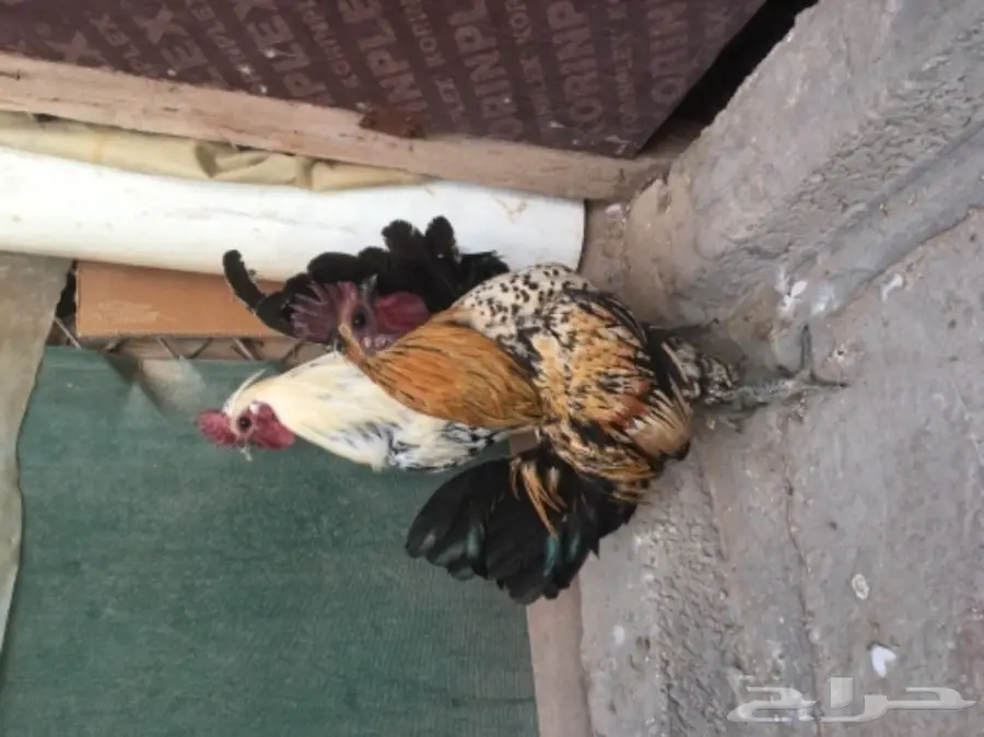 للبيع ديكين عربي 