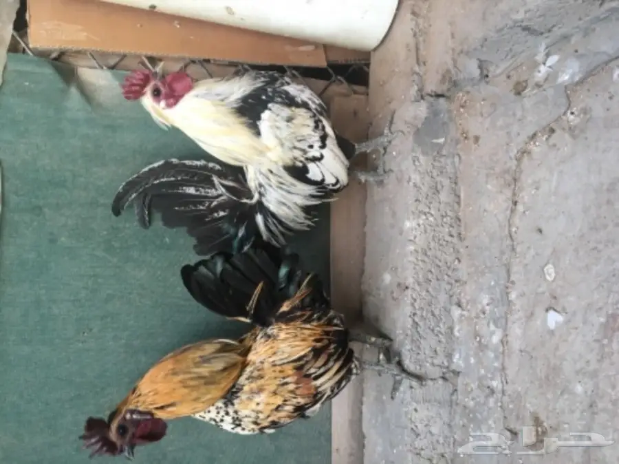 للبيع ديكين عربي  (image 1)