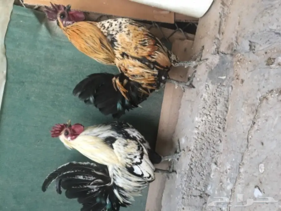 للبيع ديكين عربي  (image 2)