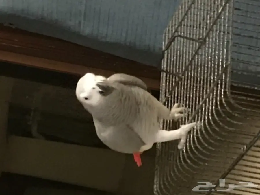 كاسكو صيد (image 1)