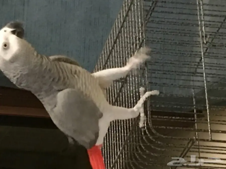 كاسكو صيد (image 2)