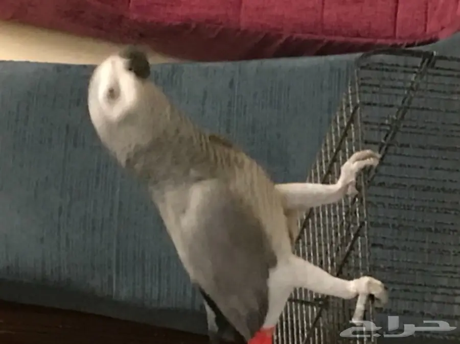 كاسكو صيد (image 3)