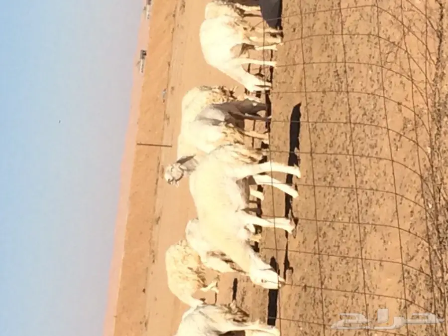 للبيع غنم حريات صنف  (image 9)