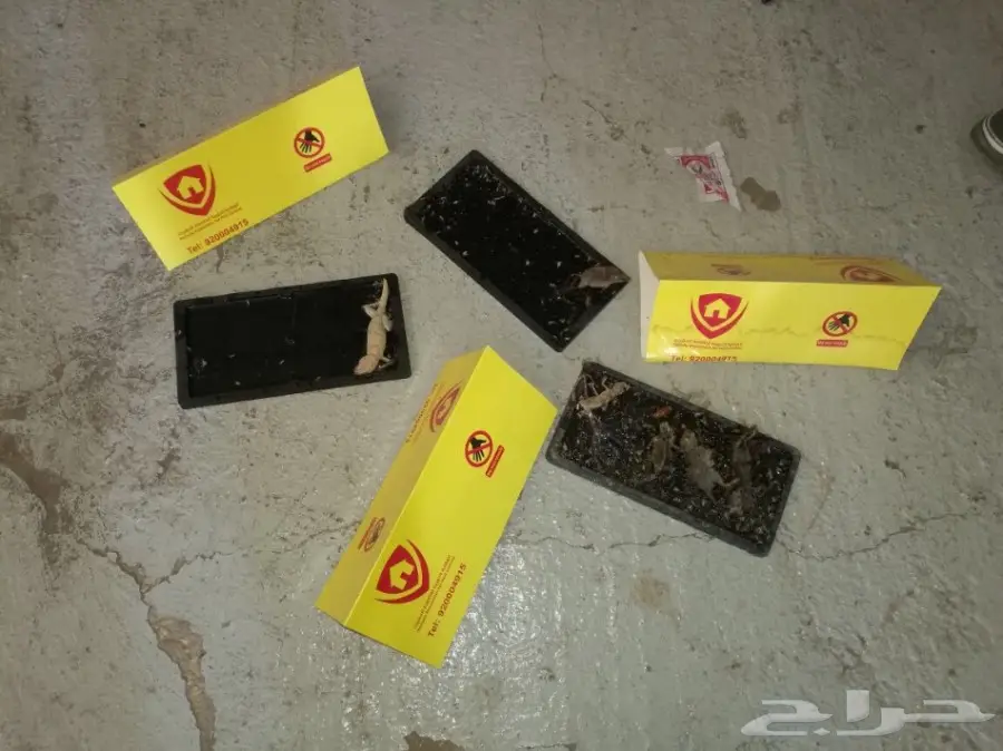 رش مبيدات للحشرات شوف الصور والاعلان (image 3)