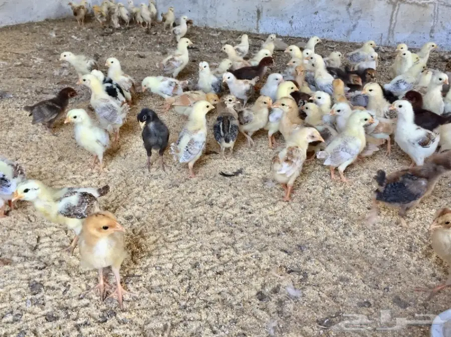 صوص بلدي وفيومي (image 3)