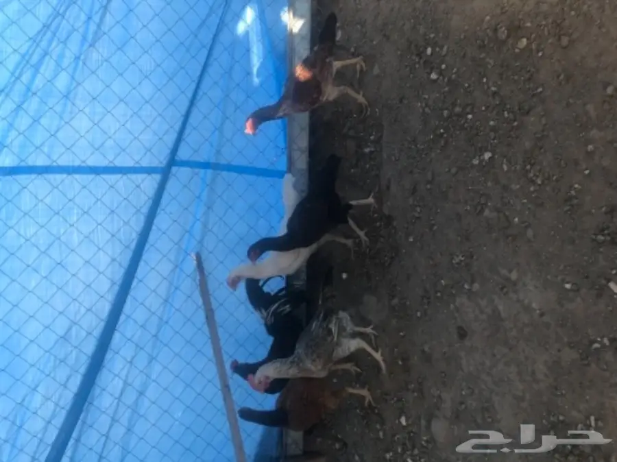 طبق بيض باكستاني مخصب