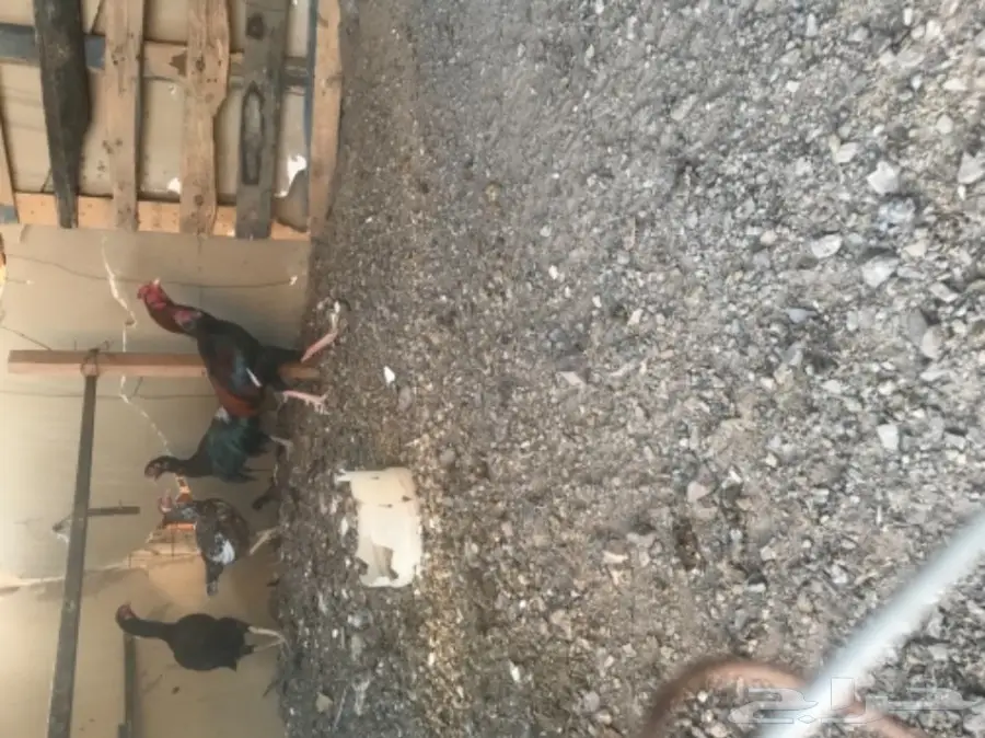 طبق بيض باكستاني مخصب (image 1)