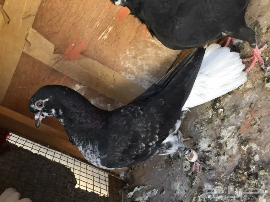 مخاليق سوري TOP