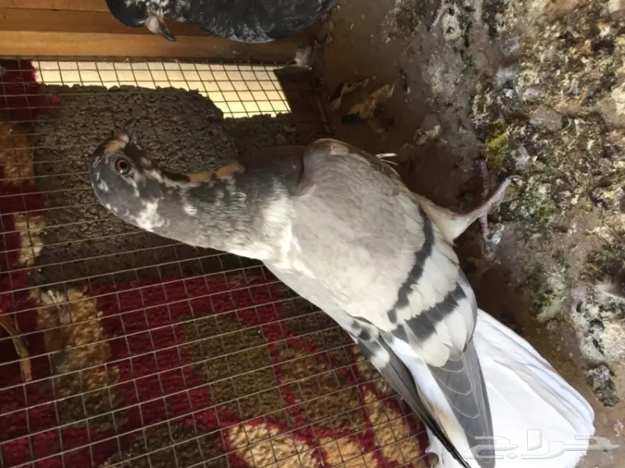 مخاليق سوري TOP (image 1)