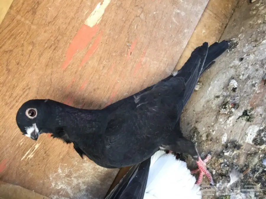 مخاليق سوري TOP (image 2)