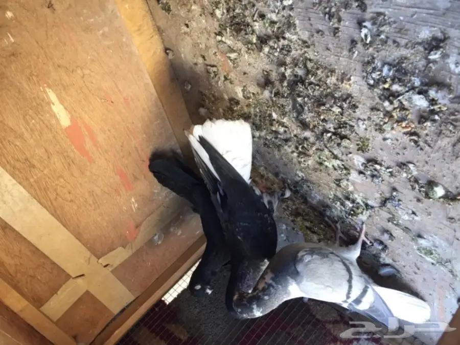 مخاليق سوري TOP (image 3)