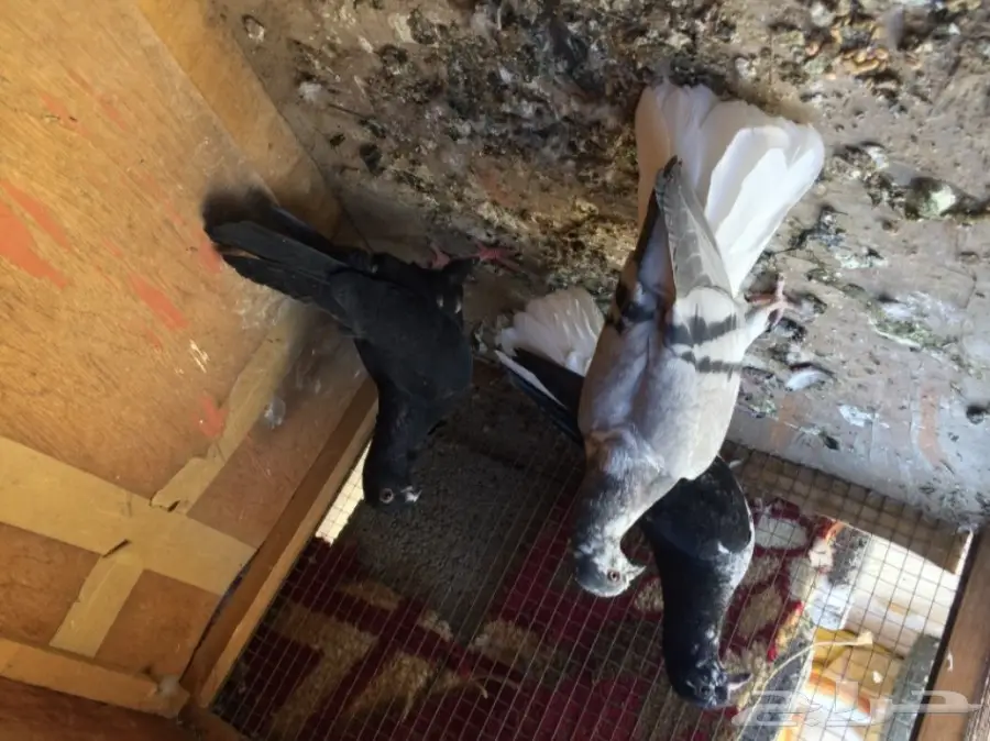 مخاليق سوري TOP (image 5)