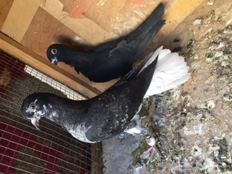 مخاليق سوري TOP (image 6)