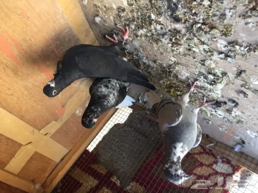 مخاليق سوري TOP (image 7)