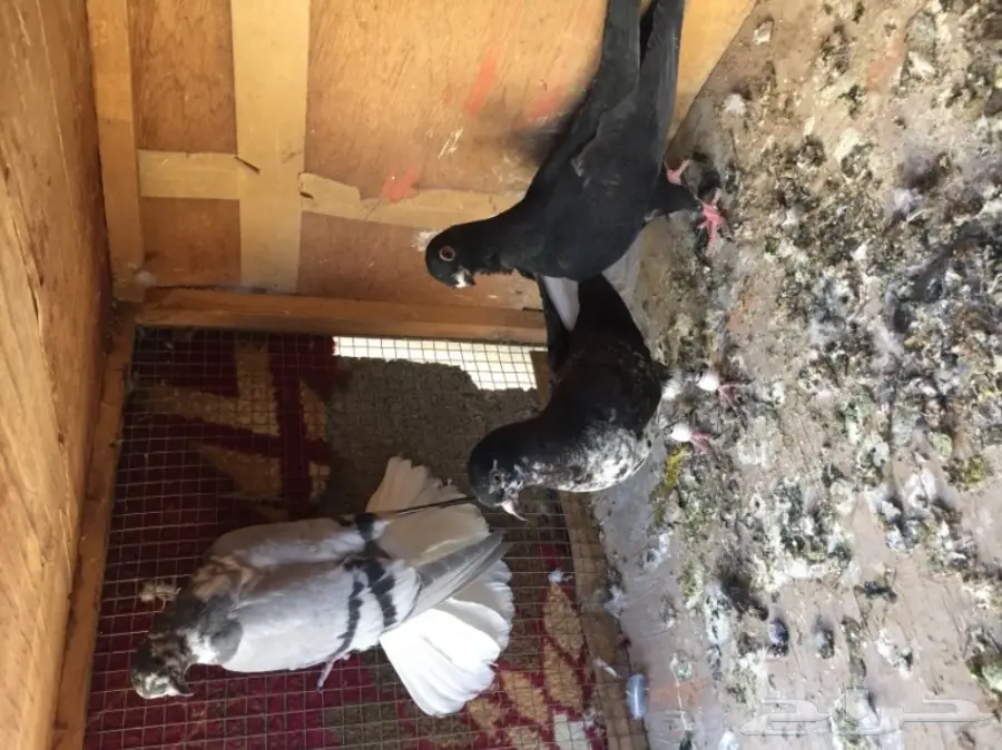 مخاليق سوري TOP (image 8)