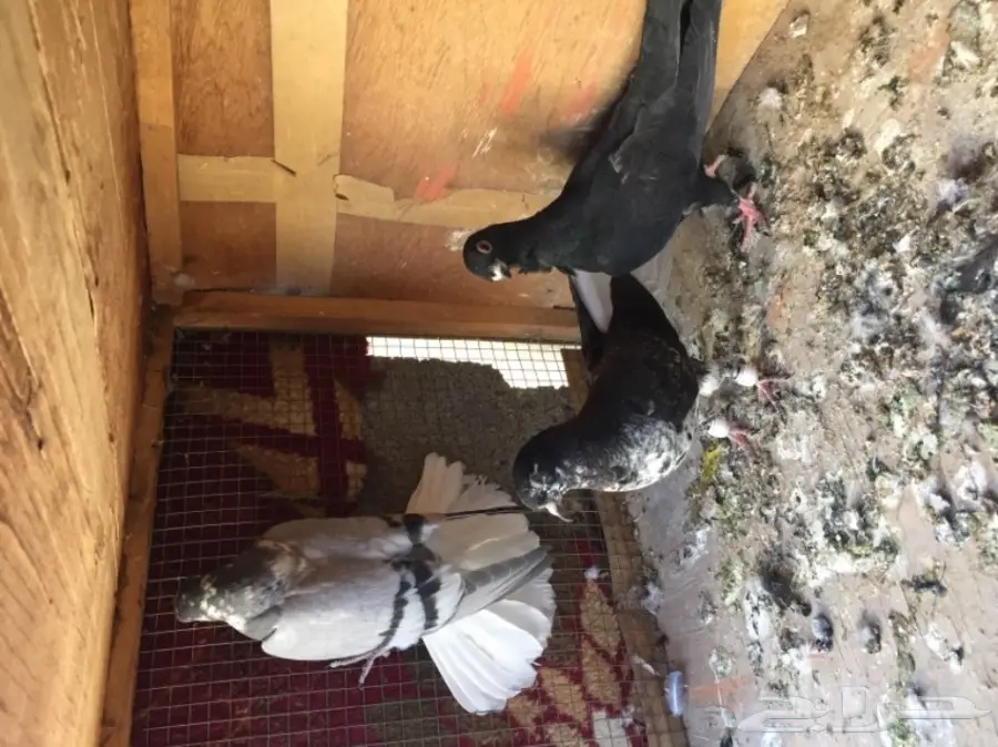 مخاليق سوري TOP (image 9)