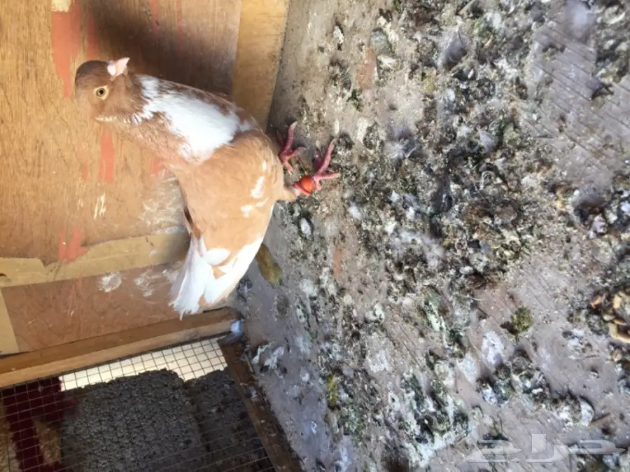 مخاليق سوري TOP (image 10)