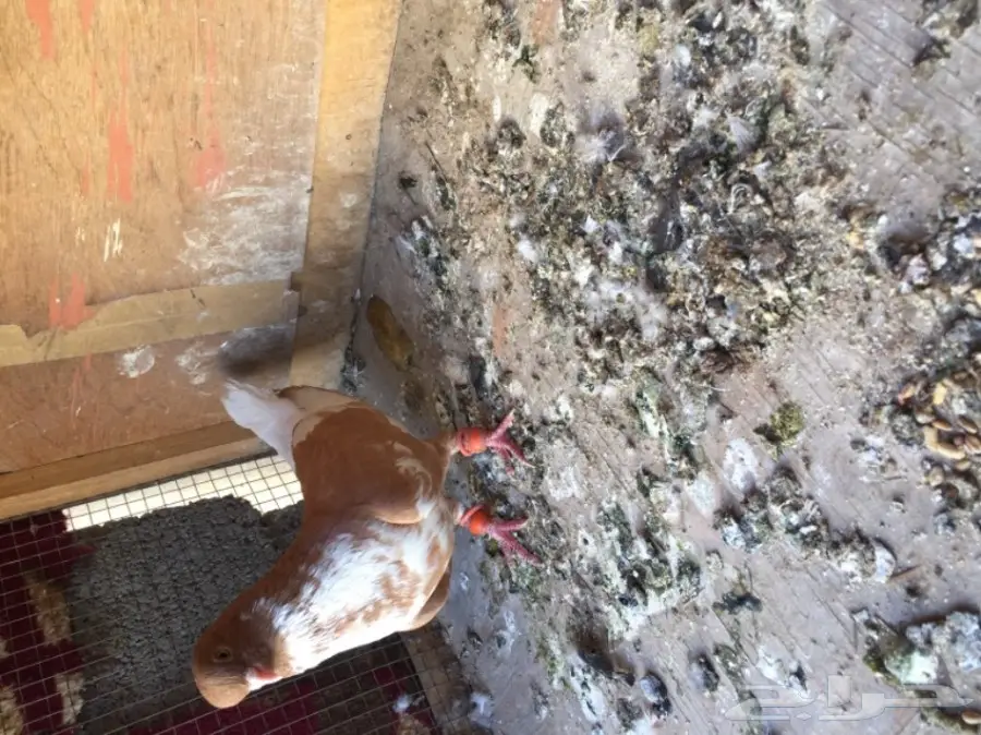 مخاليق سوري TOP (image 11)