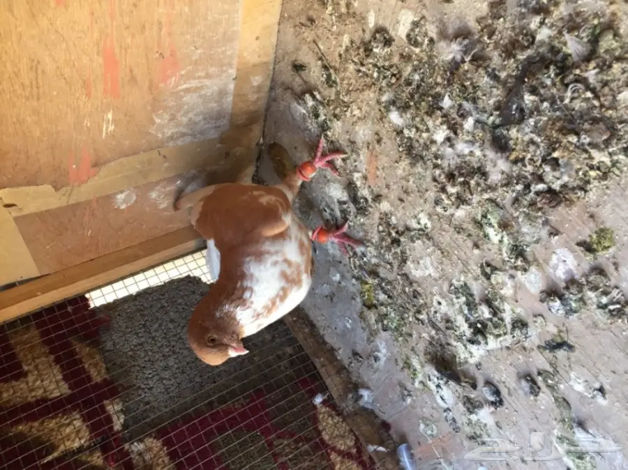 مخاليق سوري TOP (image 12)