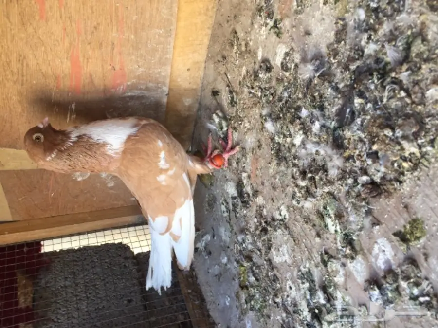 مخاليق سوري TOP (image 13)