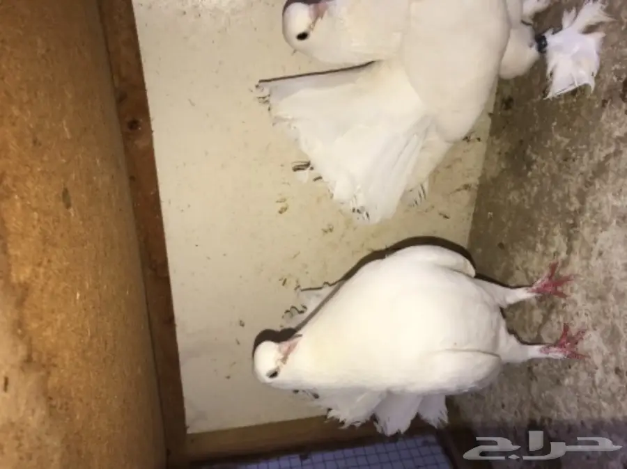 زوج رقاص هندي بطباته