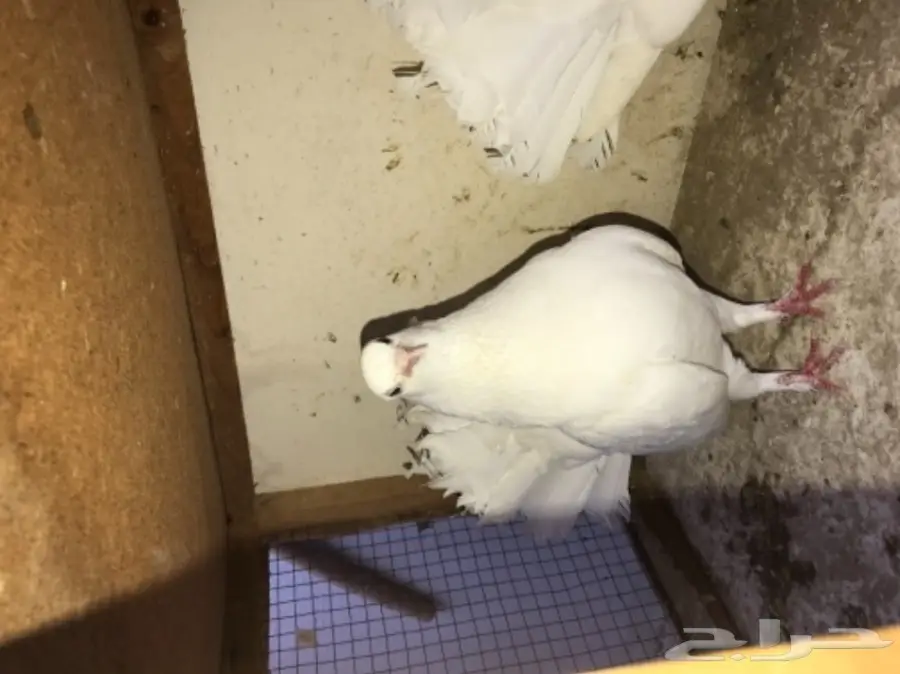 زوج رقاص هندي بطباته (image 1)