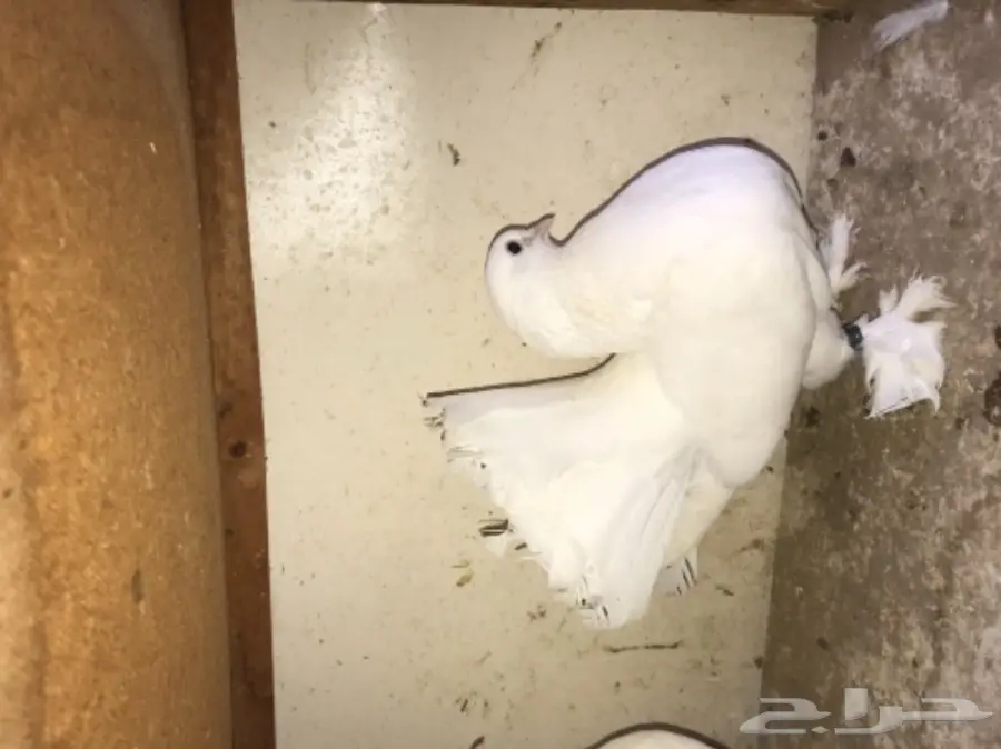 زوج رقاص هندي بطباته (image 2)