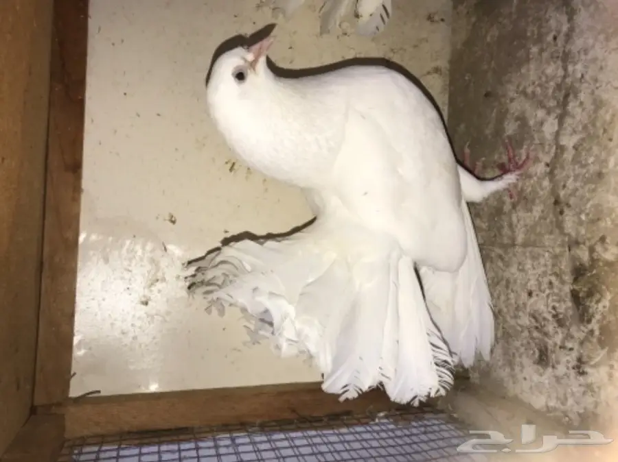 زوج رقاص هندي بطباته (image 3)