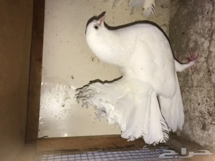 زوج رقاص هندي بطباته (image 4)