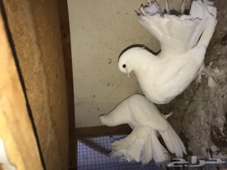 زوج رقاص هندي بطباته (image 6)