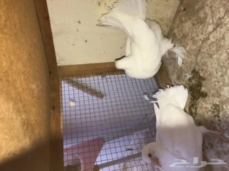 زوج رقاص هندي بطباته (image 7)