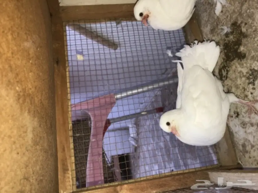 زوج رقاص هندي بطباته (image 8)