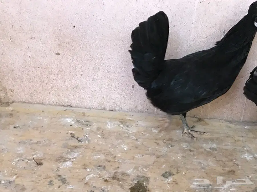 دجاج للبيع (image 11)
