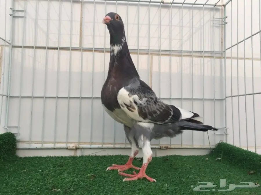 ريحاني ازرق 