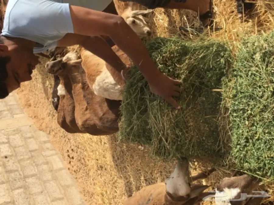 طليان سواكن..