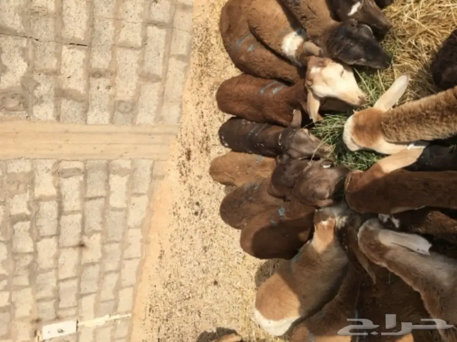 طليان سواكن.. (image 1)