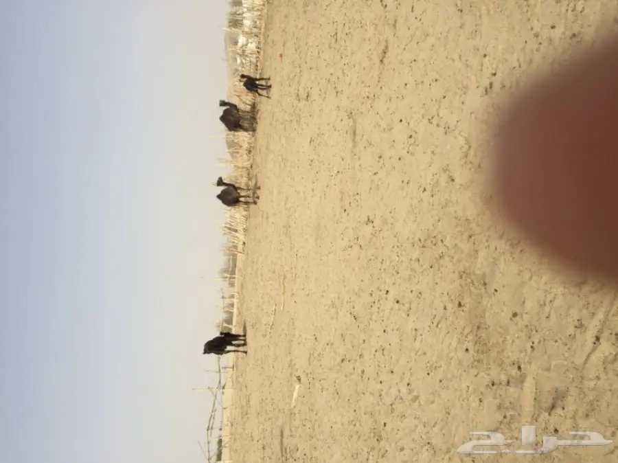 أبل مجاهيم للبيع  عدد 10 خلفاته 2 وعشاير2  (image 2)