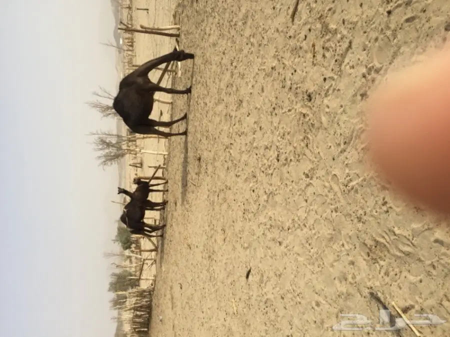 أبل مجاهيم للبيع  عدد 10 خلفاته 2 وعشاير2  (image 4)