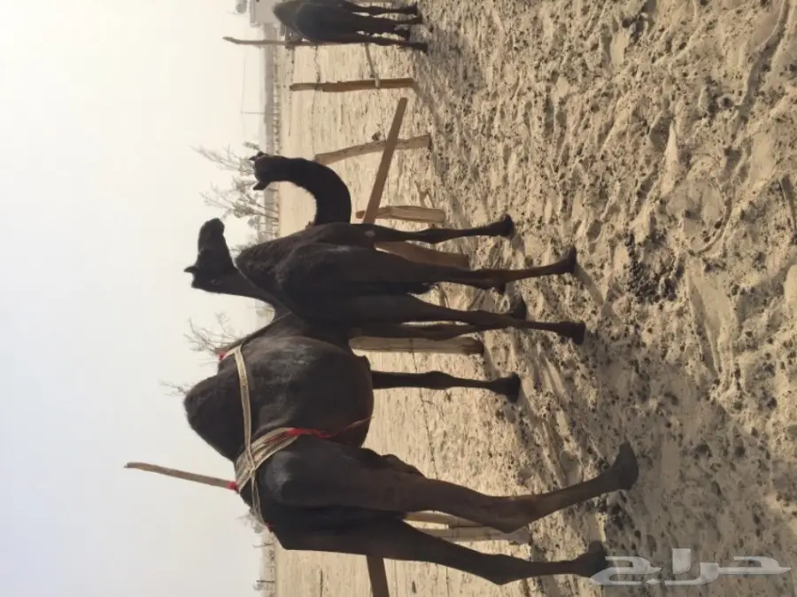 أبل مجاهيم للبيع  عدد 10 خلفاته 2 وعشاير2  (image 7)