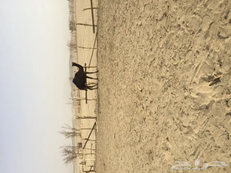 أبل مجاهيم للبيع  عدد 10 خلفاته 2 وعشاير2  (image 9)