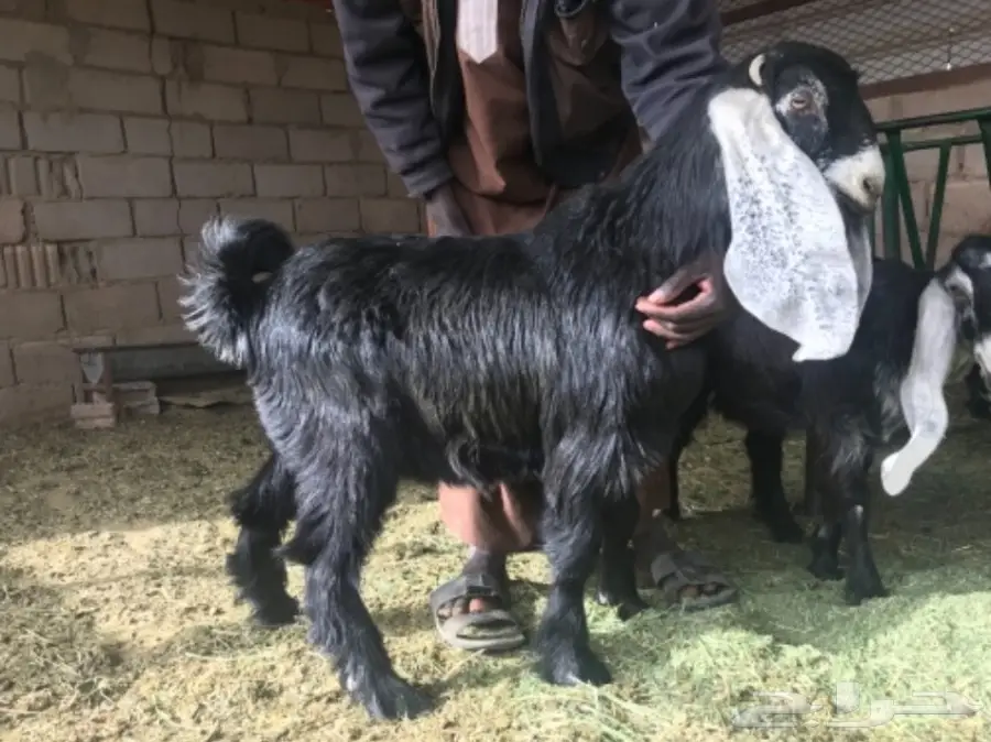 جفار عوارض طيبه 