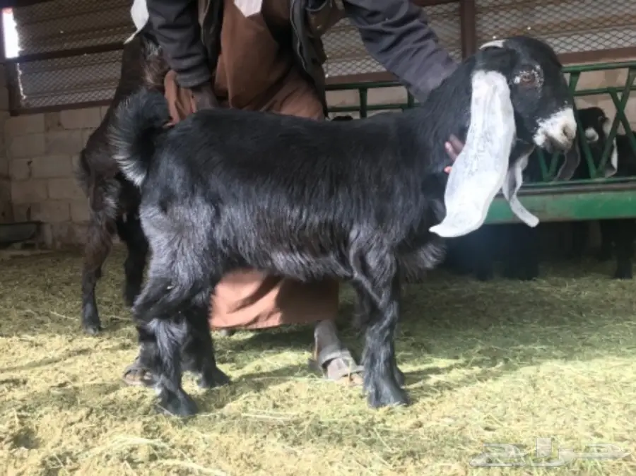 جفار عوارض طيبه  (image 1)